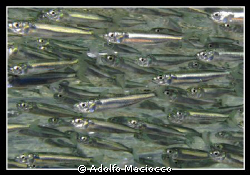 Micro Sardine Run :-) by Adolfo Maciocco 